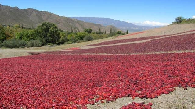 فندق إل كورتيجو هوتل بوتيك Cachí المظهر الخارجي الصورة